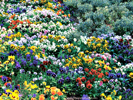 Spring flowers blooming at Brunswick Forest